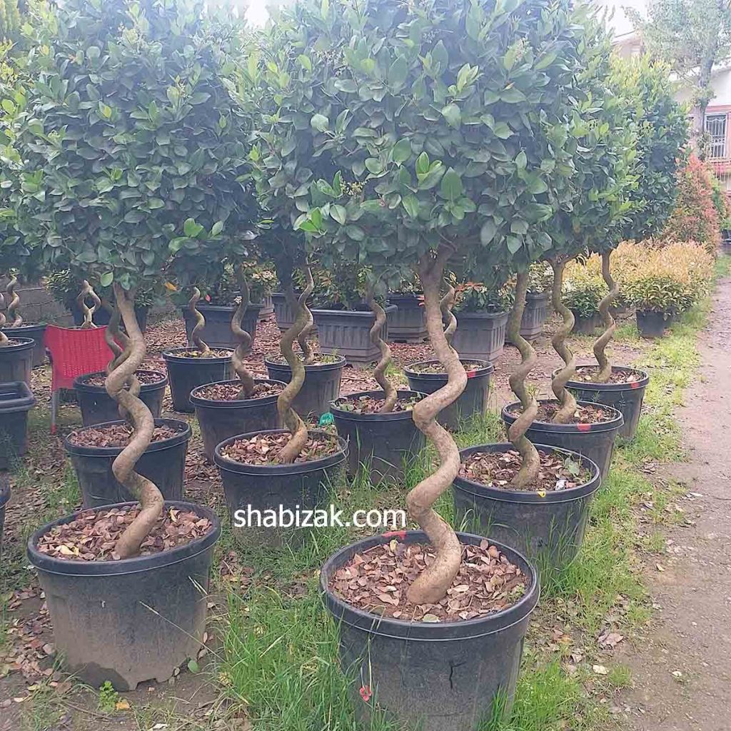 یاس هلندی در گلدان 60 گرد