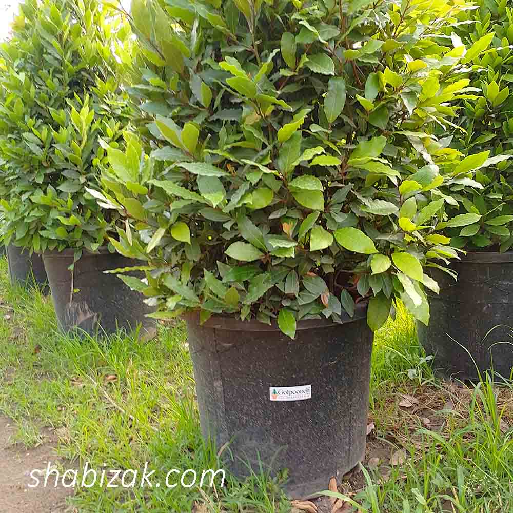 نمونه استفاده شده گلدان گلپونه 3652